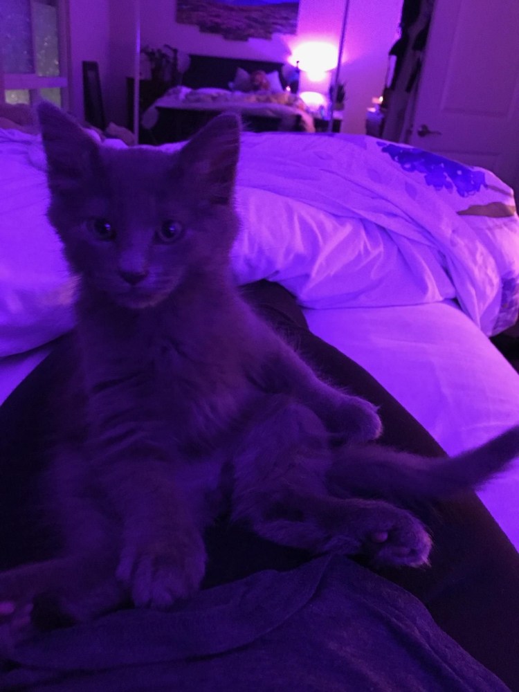 Космический кот