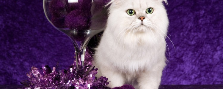 Честно фиолетовая ава