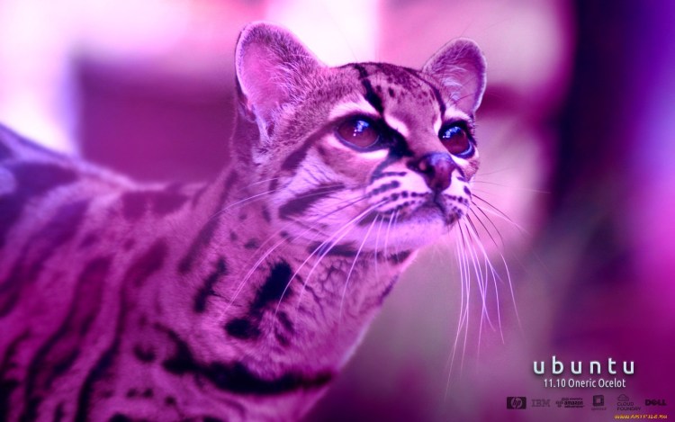 Как называется фиолетовая кошка в Кэнди