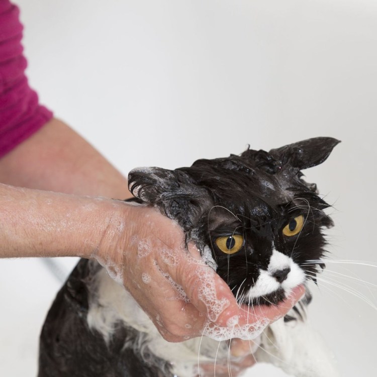 Кот стоковые фото