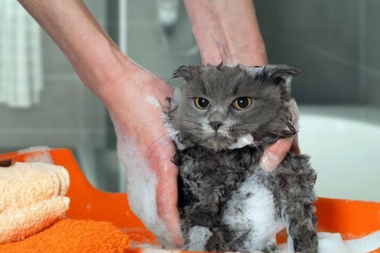 Маленький котенок купается