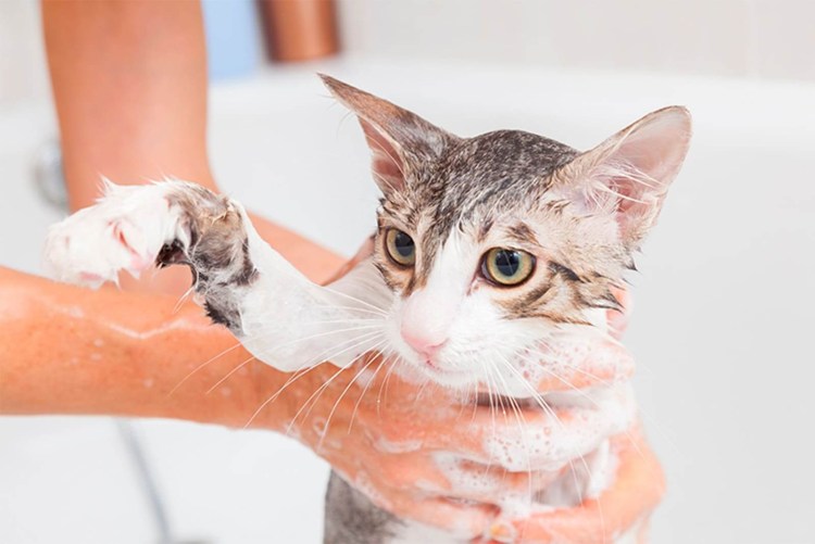 Кошка моется