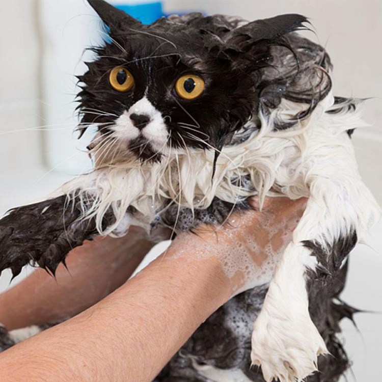 Кошка купается в ванной