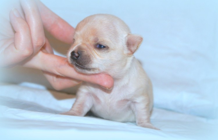 Бандаж от грыжи для собаки