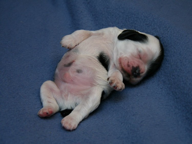 Паховая грыжа у чихуахуа