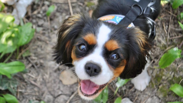 Промежностная грыжа у собак