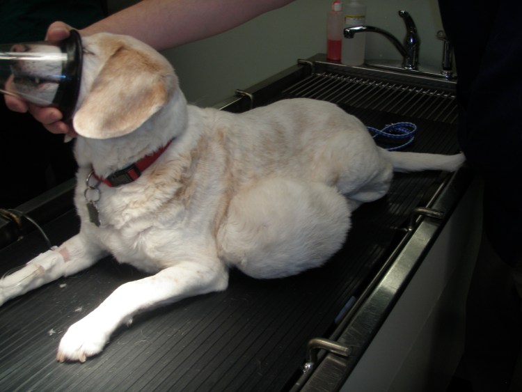 Пластика мягкого неба у собак