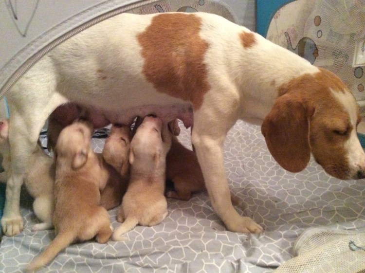 Послеоперационная серома у собаки