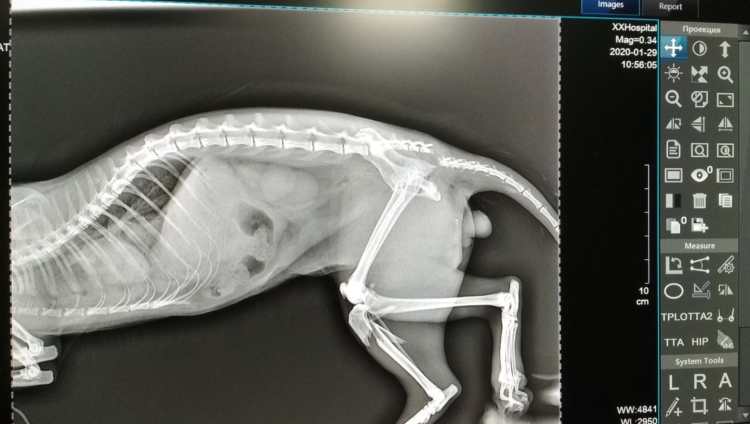 Собака пучи