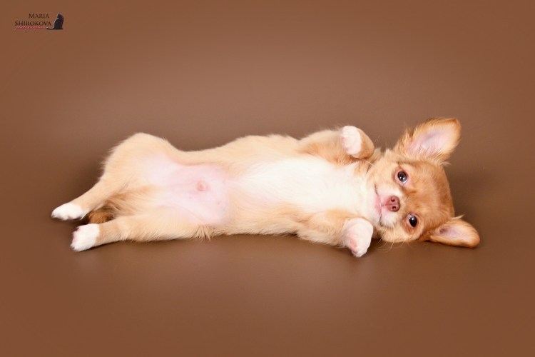 Операция на позвоночнике у собаки