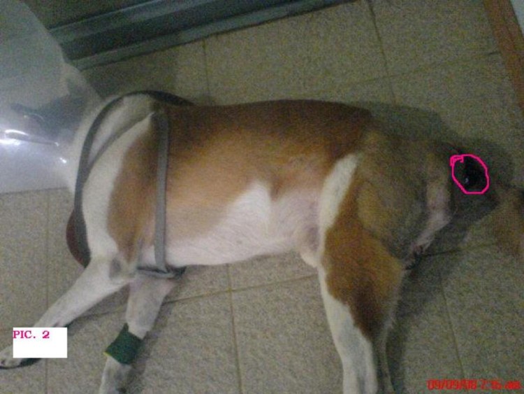 Пупочная грыжа у щенка чихуахуа