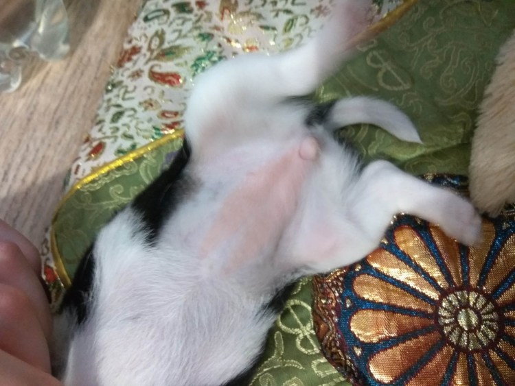 Синдром опущенного хвоста у собаки