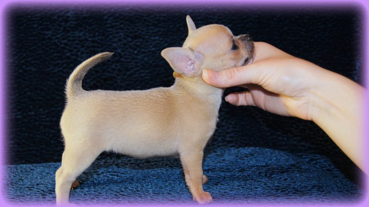 Лысый кот лежит