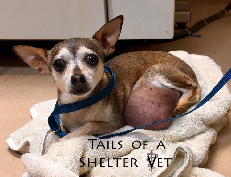 Щенки чихуа в Орле