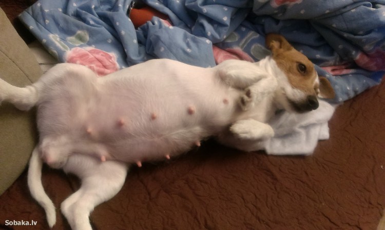 Промежностная грыжа у собак