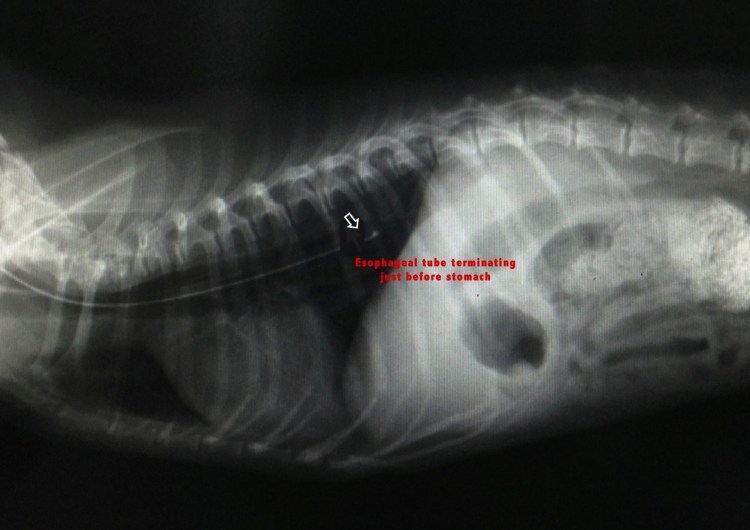 Расположение сердца у собаки