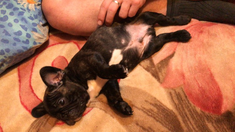 Беременность у собак Джек Рассел