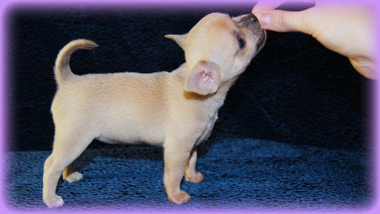 Пупочная грыжа у щенка немецкой овчарки