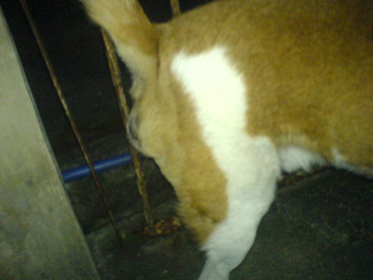 Половые органы морских свинок