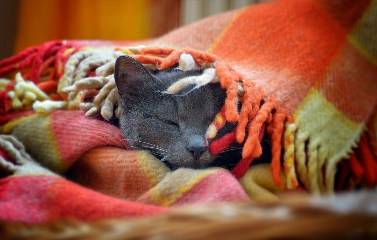 Уютный вечер с кошкой