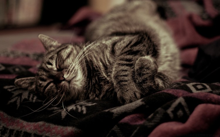 Кошечка под одеялом