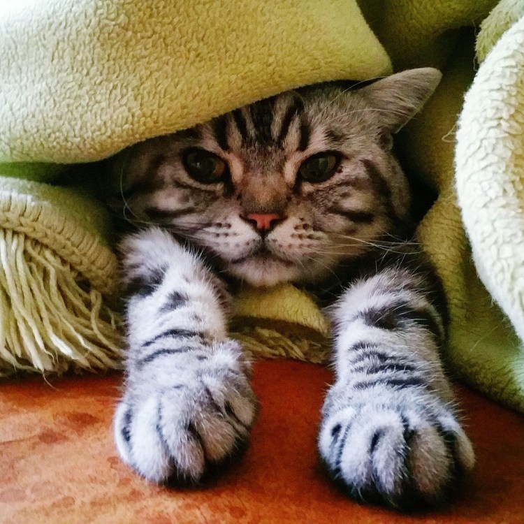 Кошачье тепло