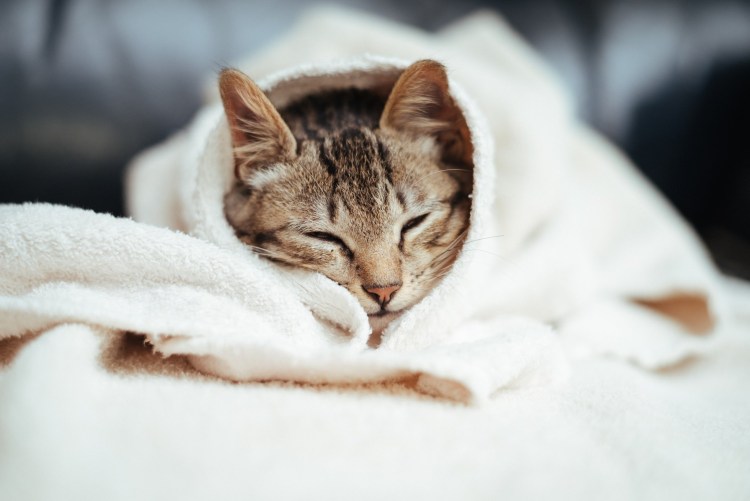 Москитка антикошка