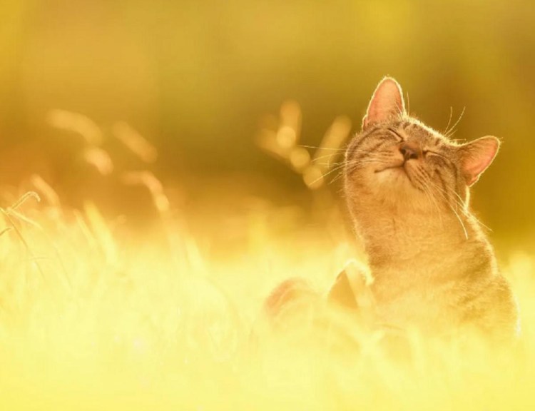 Аннет Логинова коты