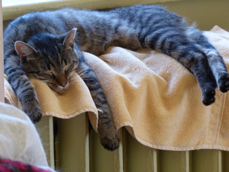 Фотосессия с котом