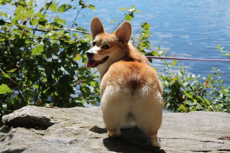 Сиба ину Фокс