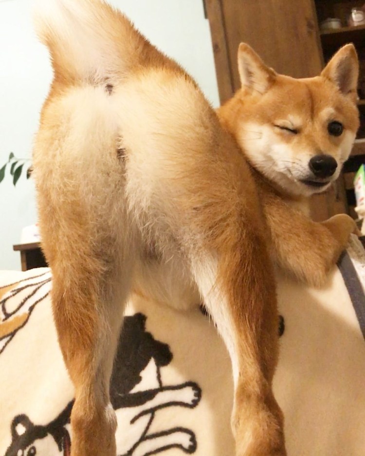 Бритый корги