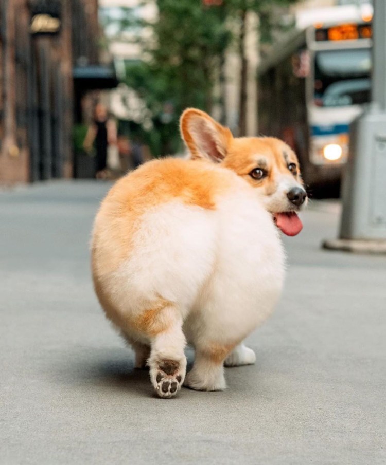 Корги сзади сердечко