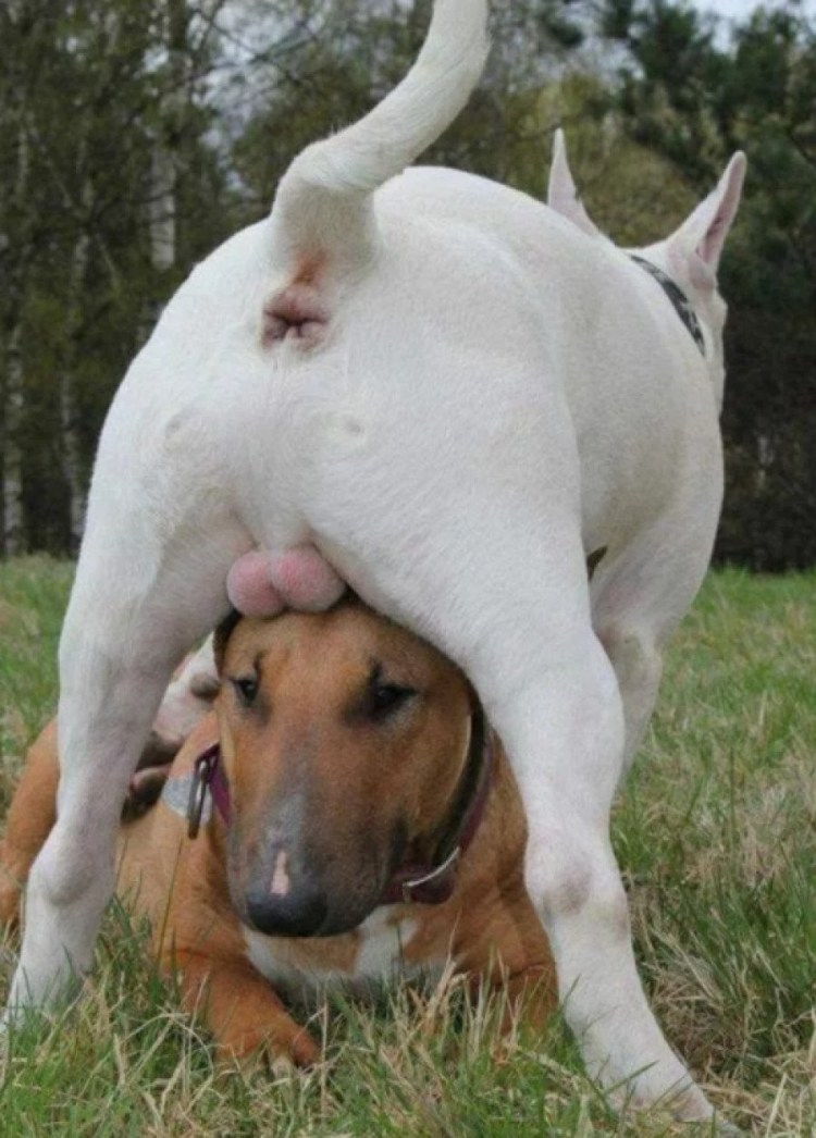 Вельш корги пемброк попа