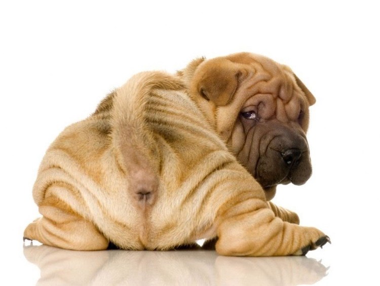 Пузатый щенок