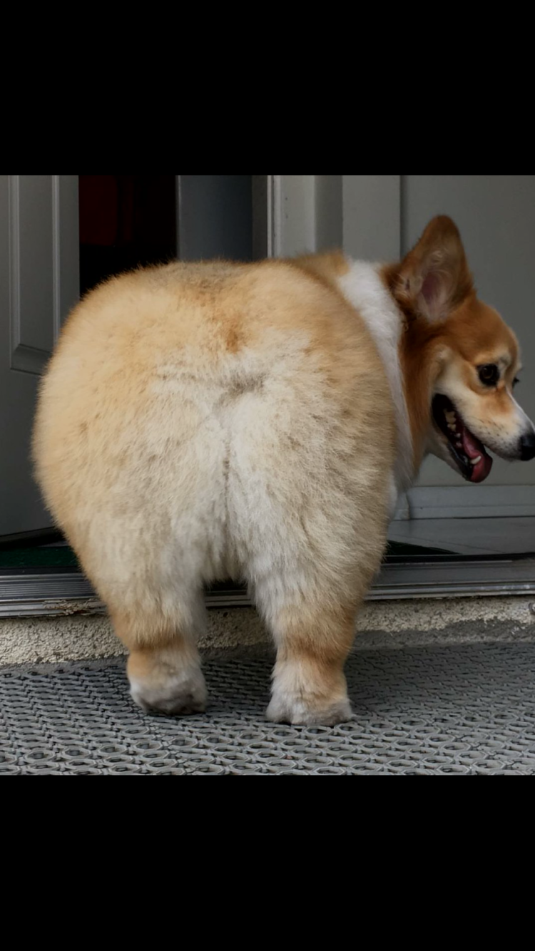 Груминг корги пемброк