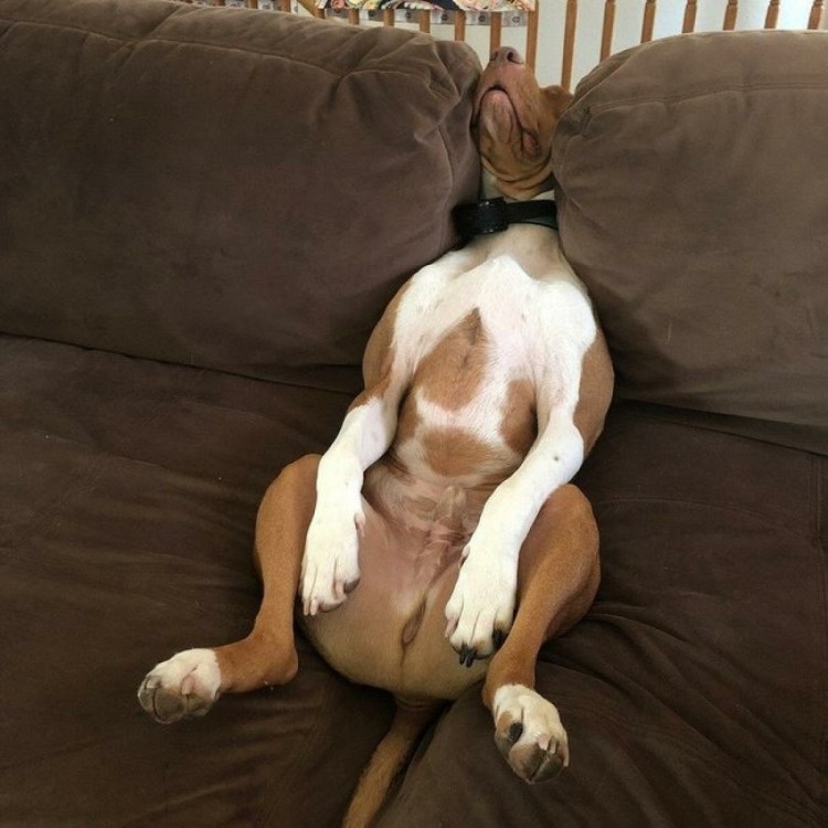 Собаки обнюхивают друг друга