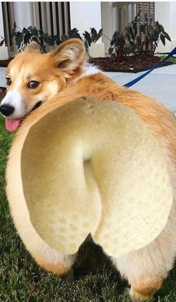 Собачий зад