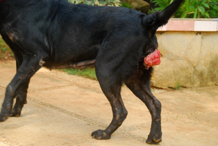 Собака и курица