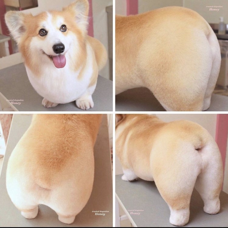 Собаки нюхают под хвостом друг друга