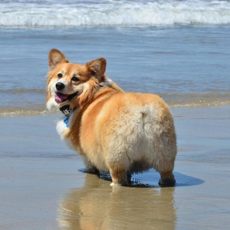 Шарпей волкодав