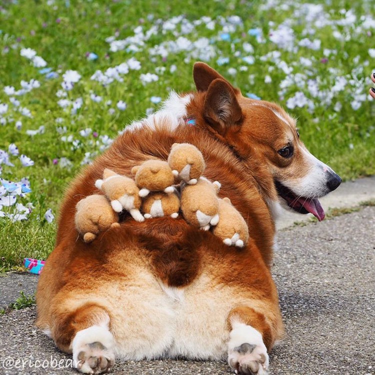 Иисус под хвостом собаки