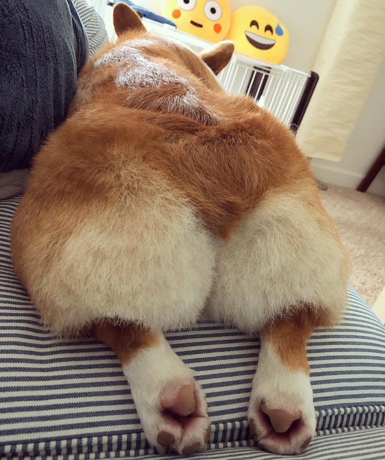 Корги тверк