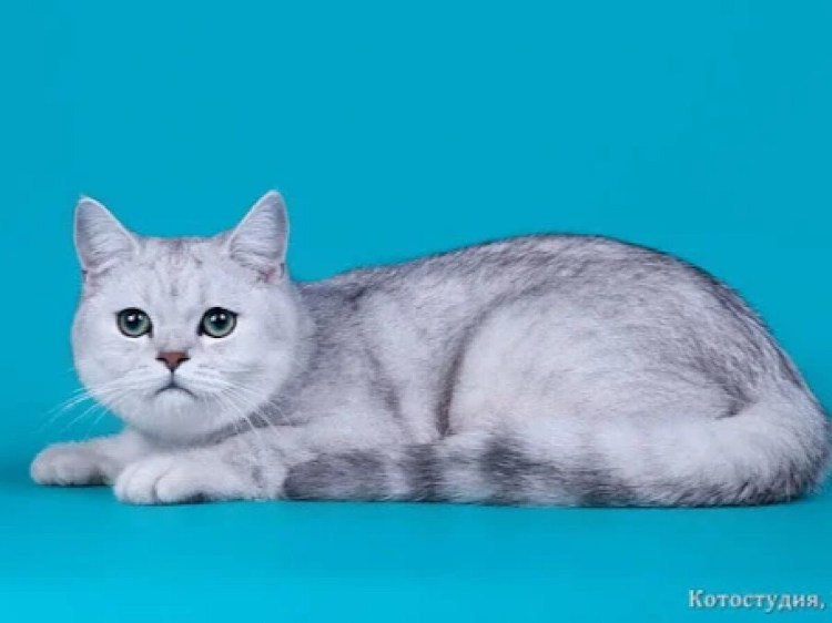 Шотландский кот камео