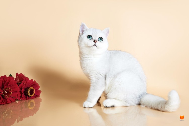 Серебристая шиншилла камео