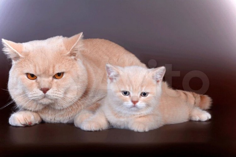 Персидский кот