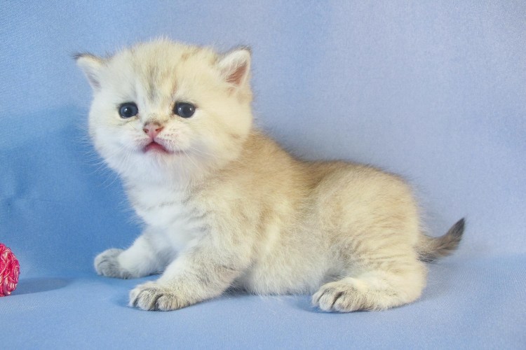 Короткошерстный кремовый кот британский