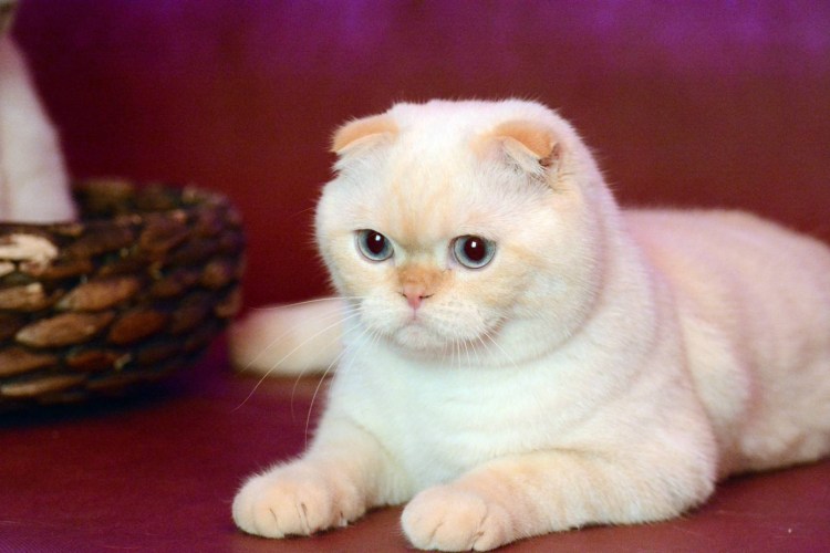 Шотландский скоттиш страйт персиковый