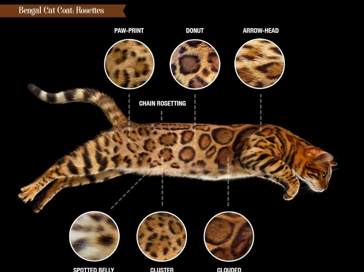 Персидская дымчатая голубая шиншилла