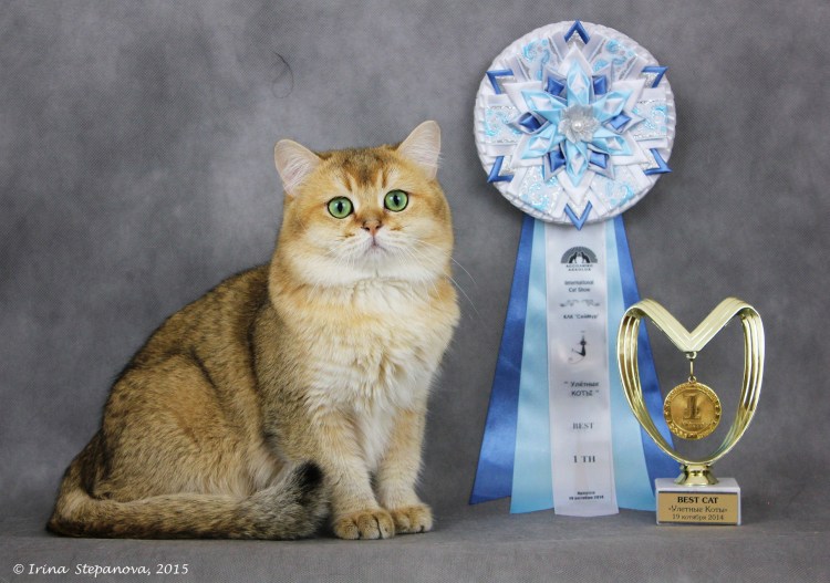 Скоттиш-страйт Шотландская прямоухая шиншилла