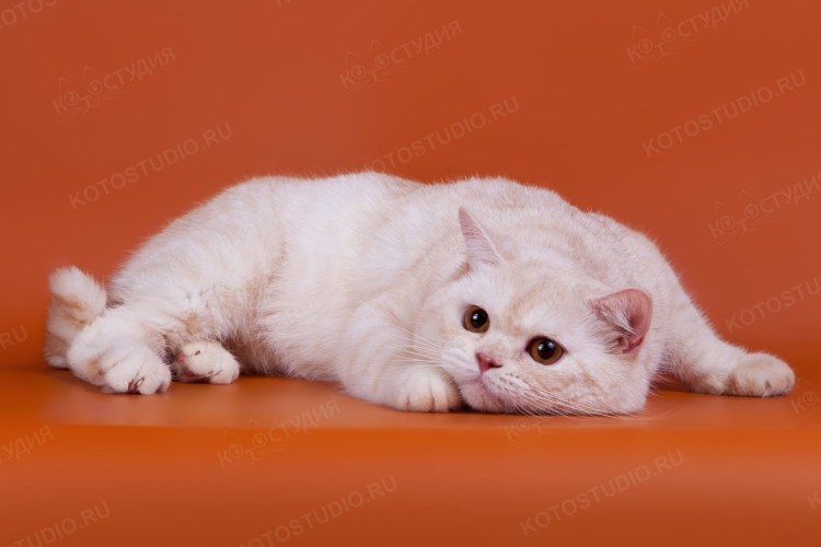 Серебристая шиншилла камео